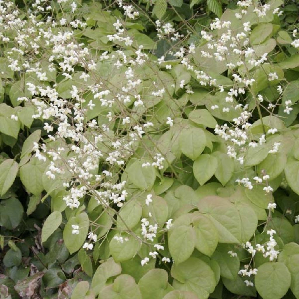 Epimedium pubigerum - Flaumige Elfenblume