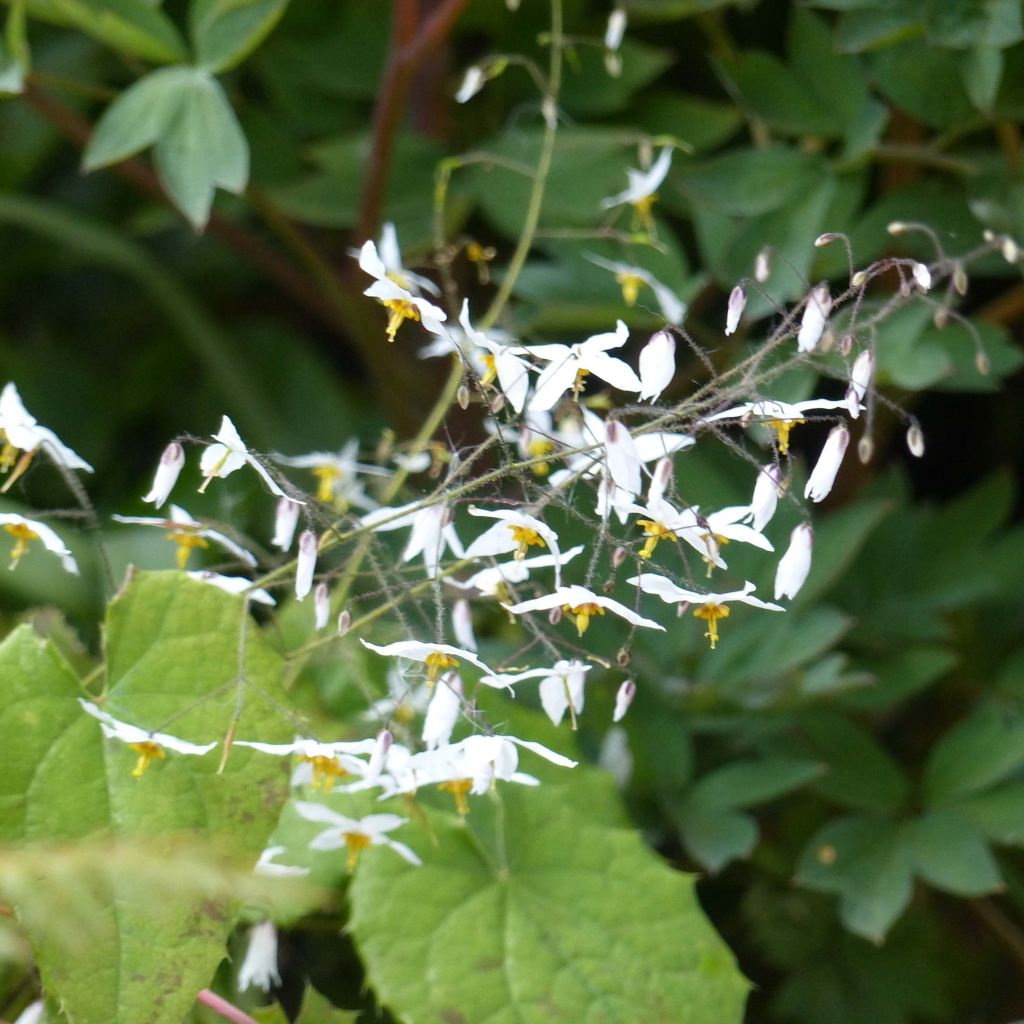 Epimedium stellulatum Wudang Star - Elfenblume