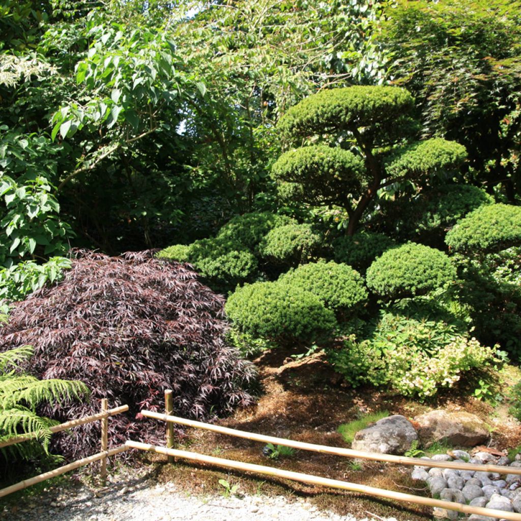 Fächerahorn Dissectum Garnet - Acer palmatum