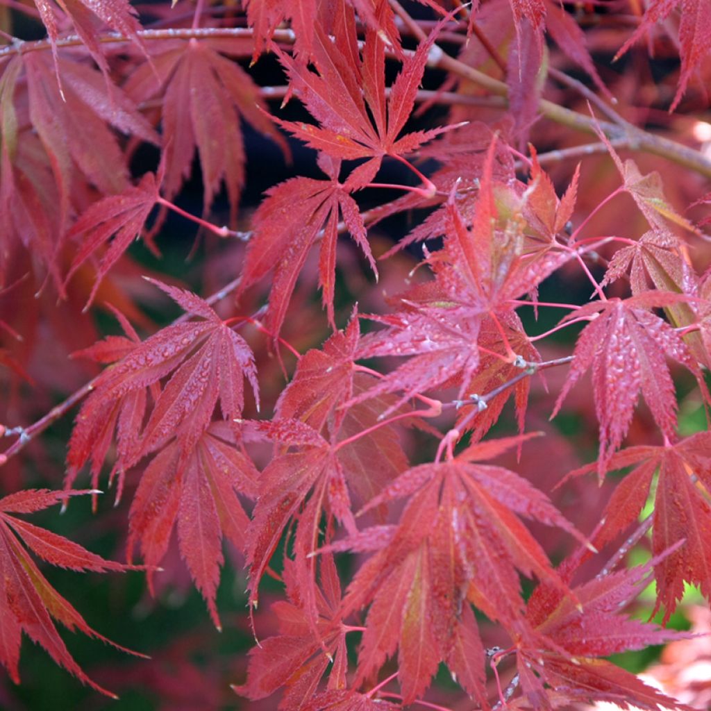 Fächerahorn Trompenburg - Acer palmatum