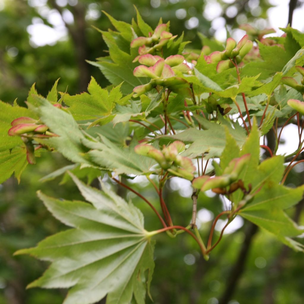 Japanischer Ahorn Aureum - Acer shirasawanum