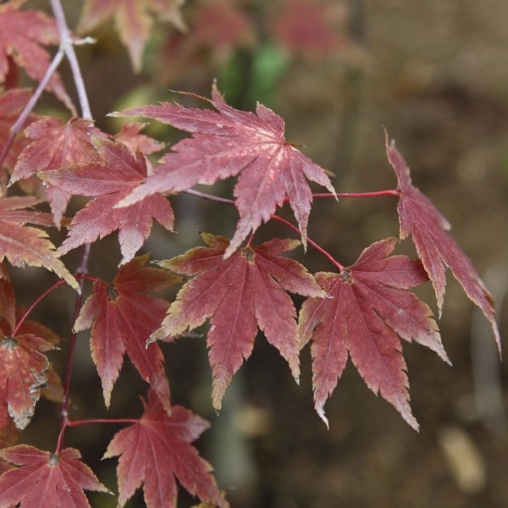 Fächerahorn Orange Dream - Acer palmatum