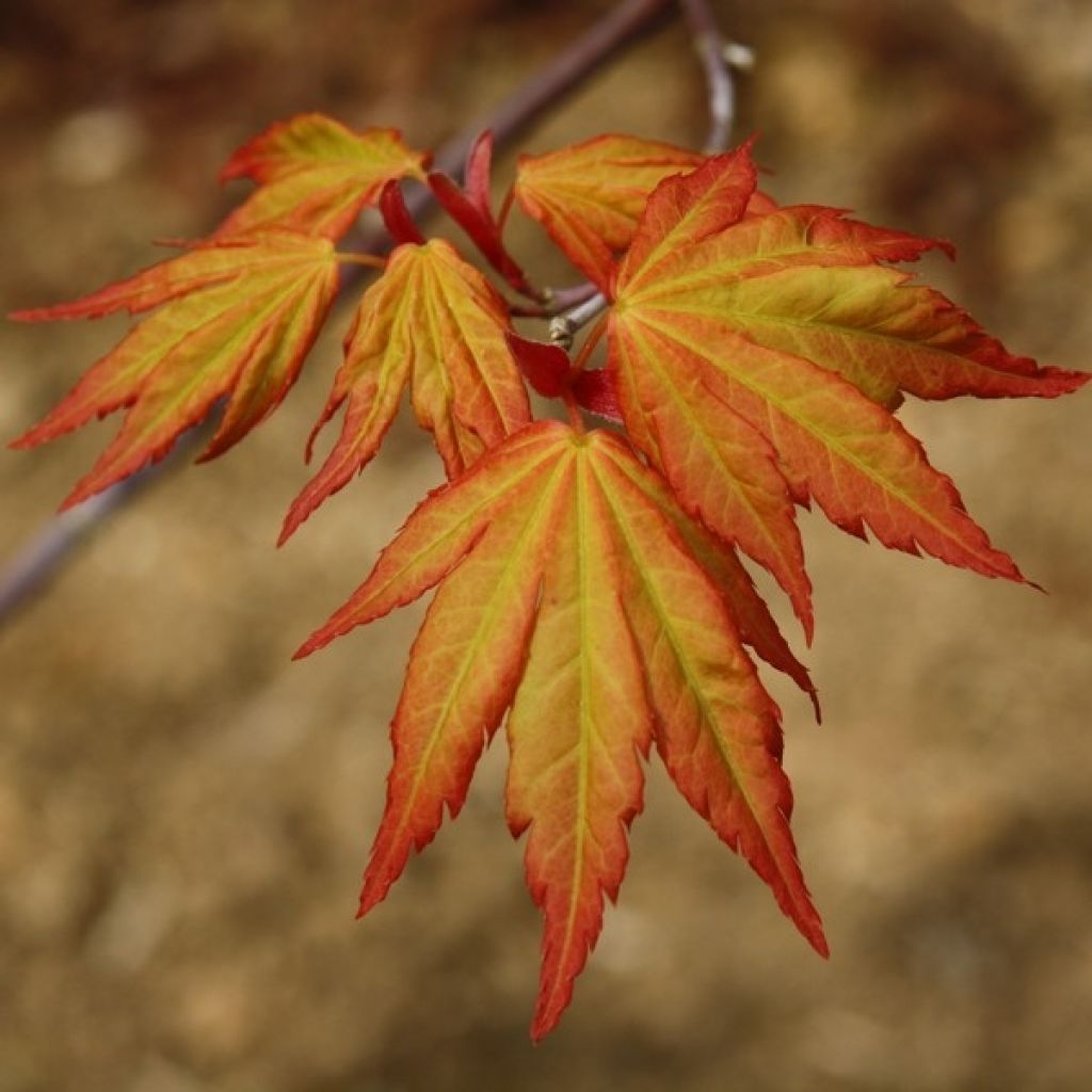 Fächerahorn Orange Dream - Acer palmatum