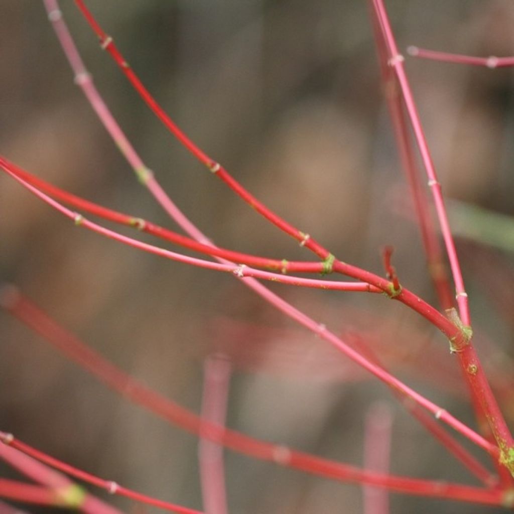 Fächerahorn Sangokaku - Acer palmatum