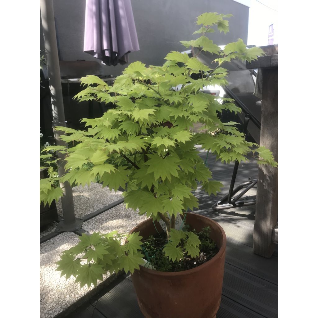 Japanischer Ahorn Aureum - Acer shirasawanum