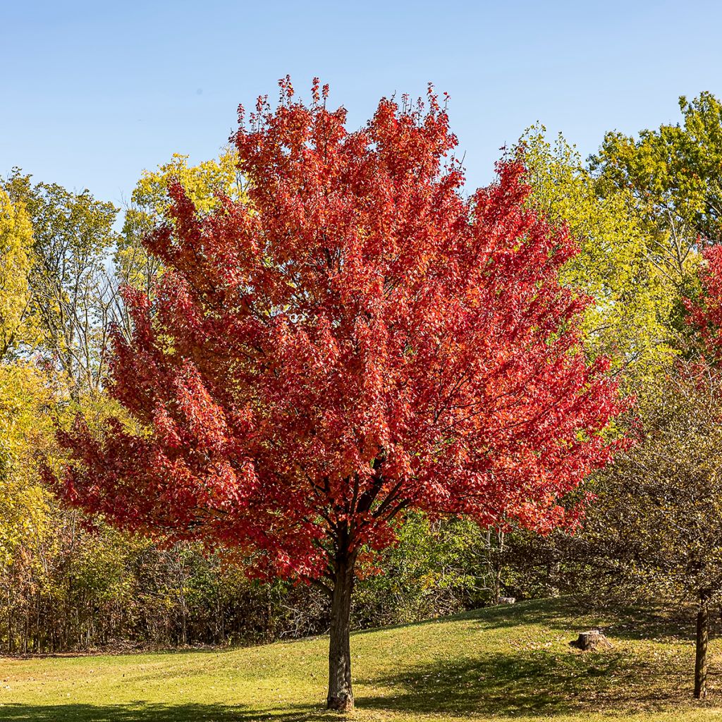 Rot-Ahorn - Acer rubrum