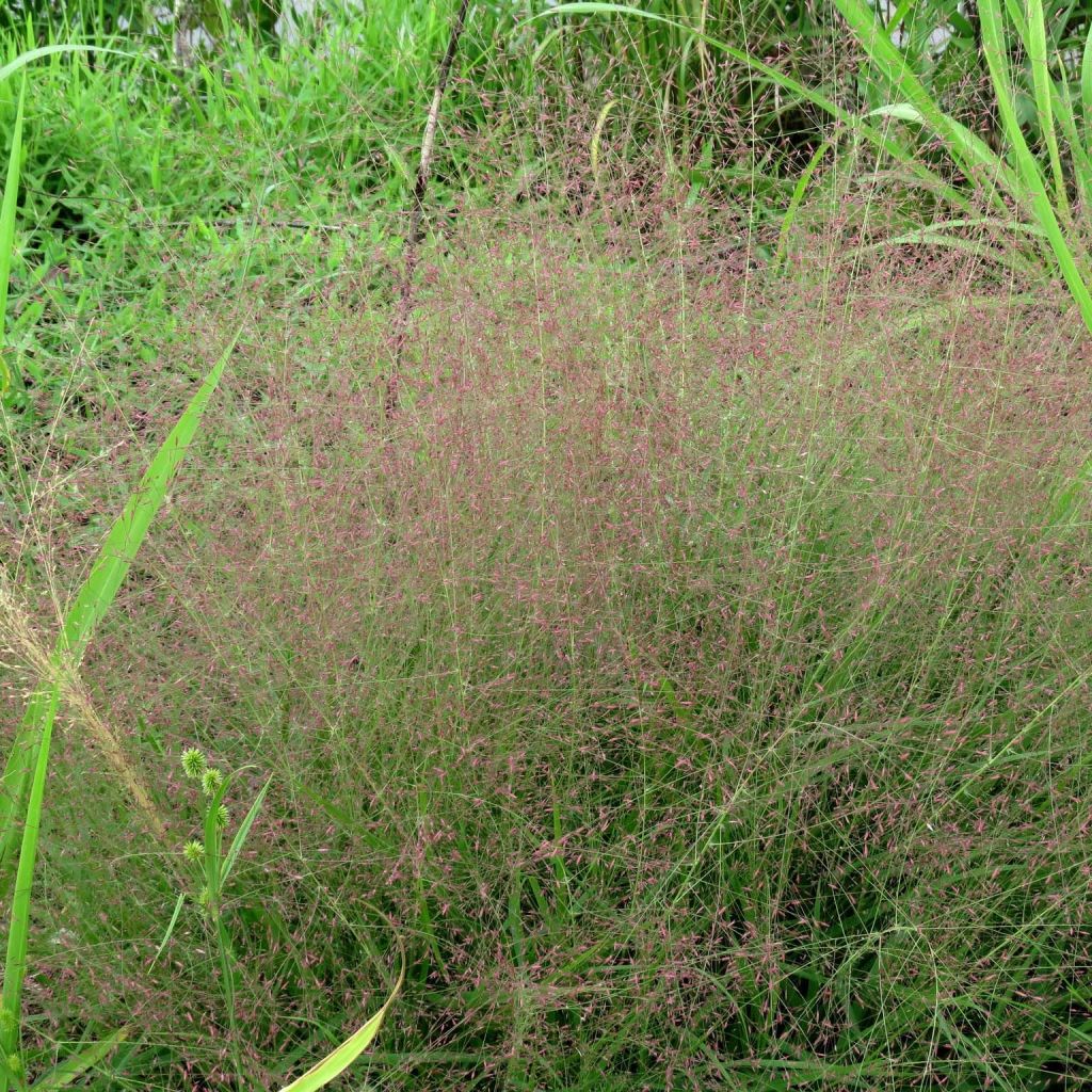 Eragrostis spectabilis - Purpur-Liebesgras