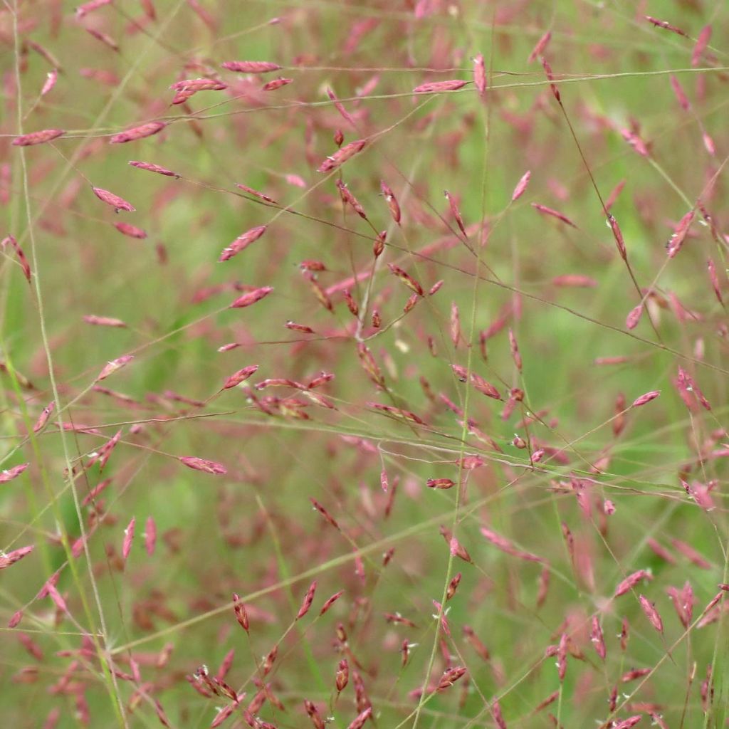 Eragrostis spectabilis - Purpur-Liebesgras