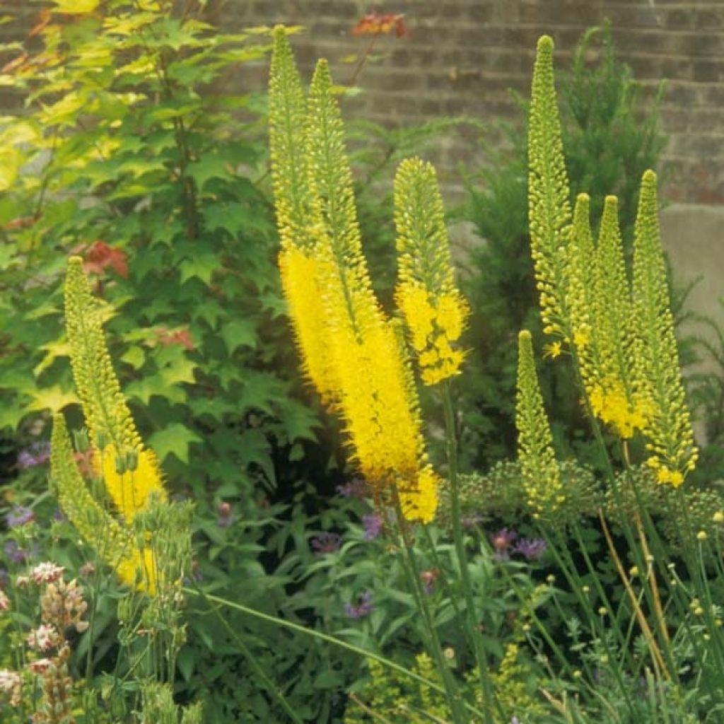 Eremurus bungei - Steppenkerze