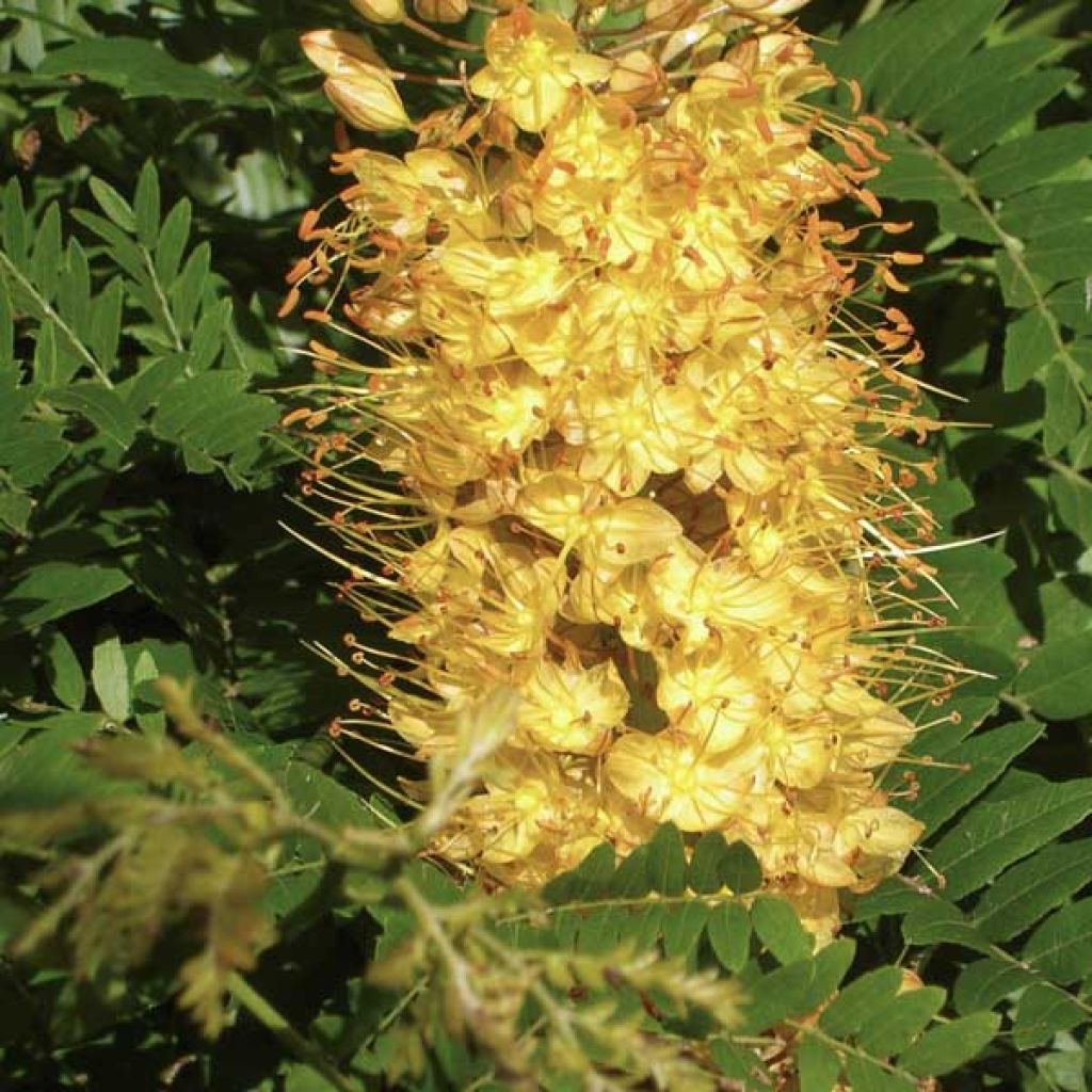 Eremurus Cléopatra - Steppenkerze