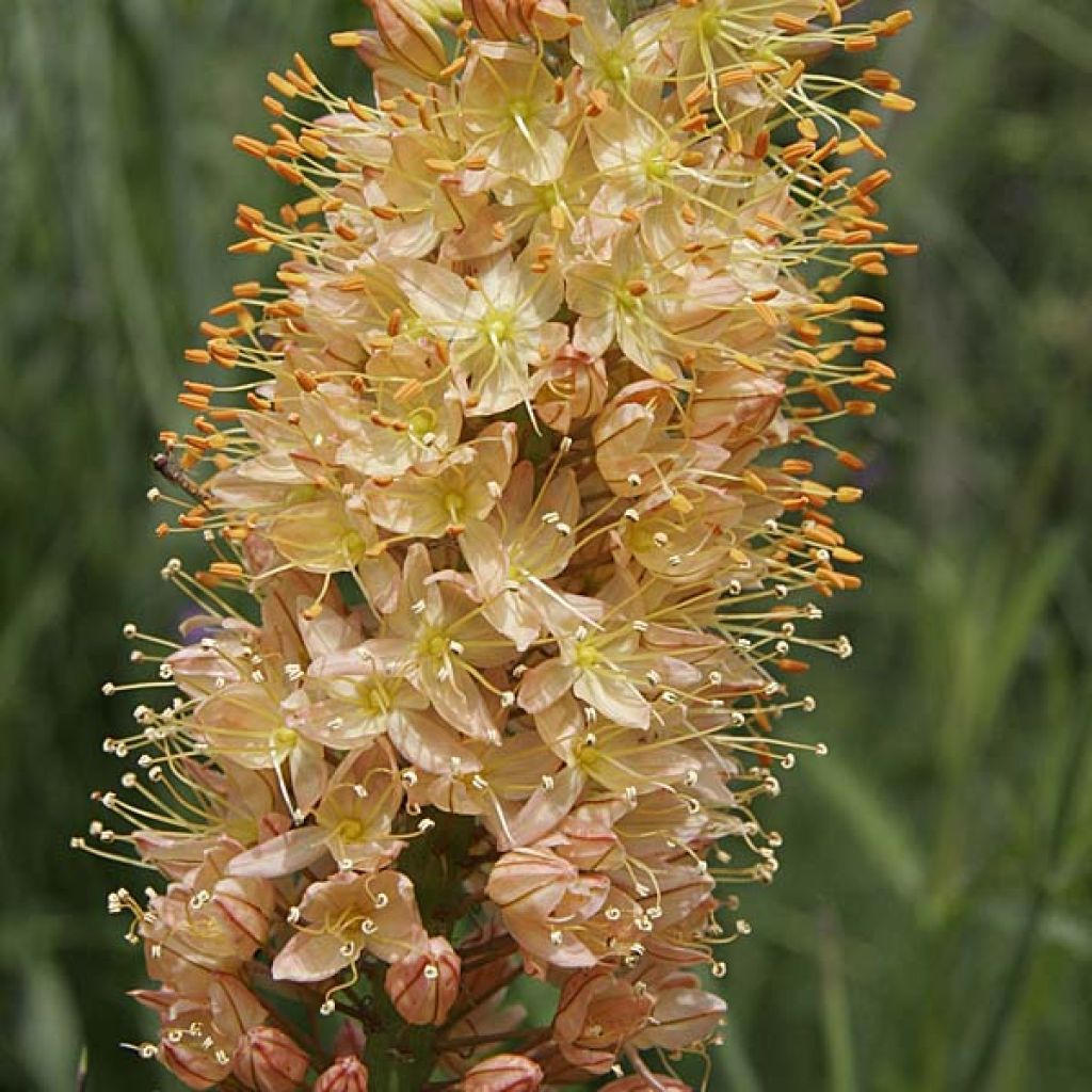 Eremurus Cléopatra - Steppenkerze