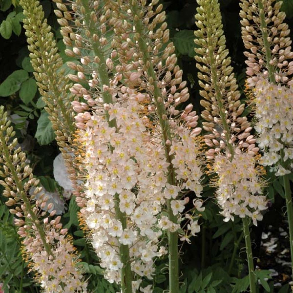 Eremurus robustus - Steppenkerze