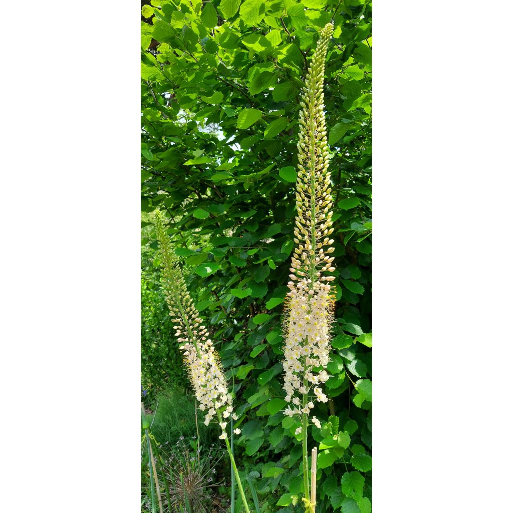 Eremurus Romance - Steppenkerze