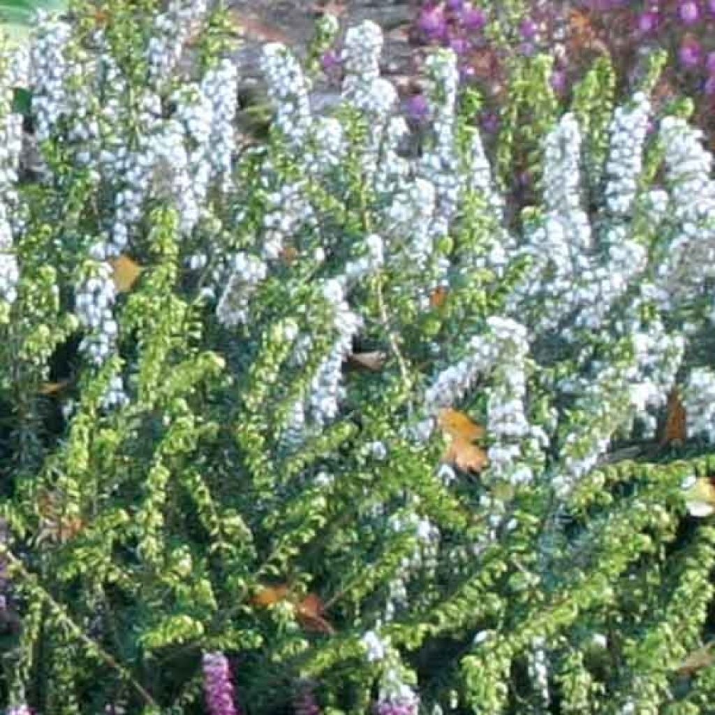 Winterblühende Heide Winter Belles Katia - Erica darleyensis