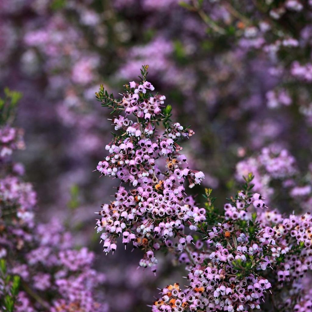 Heidekraut - Erica canaliculata