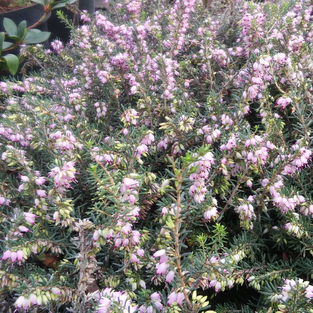 Winterblühende Heide Darley Dale - Erica darleyensis