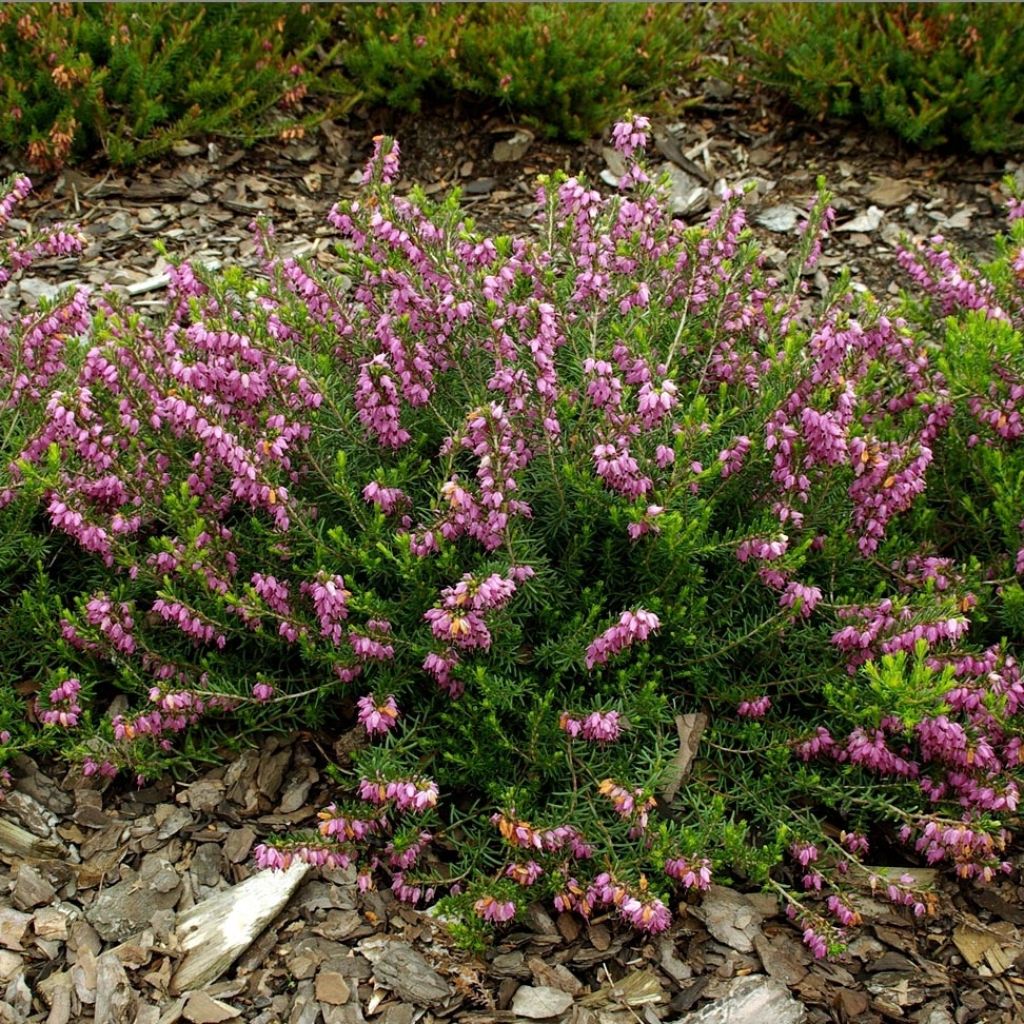 Winterblühende Heide Ghost Hills - Erica darleyensis