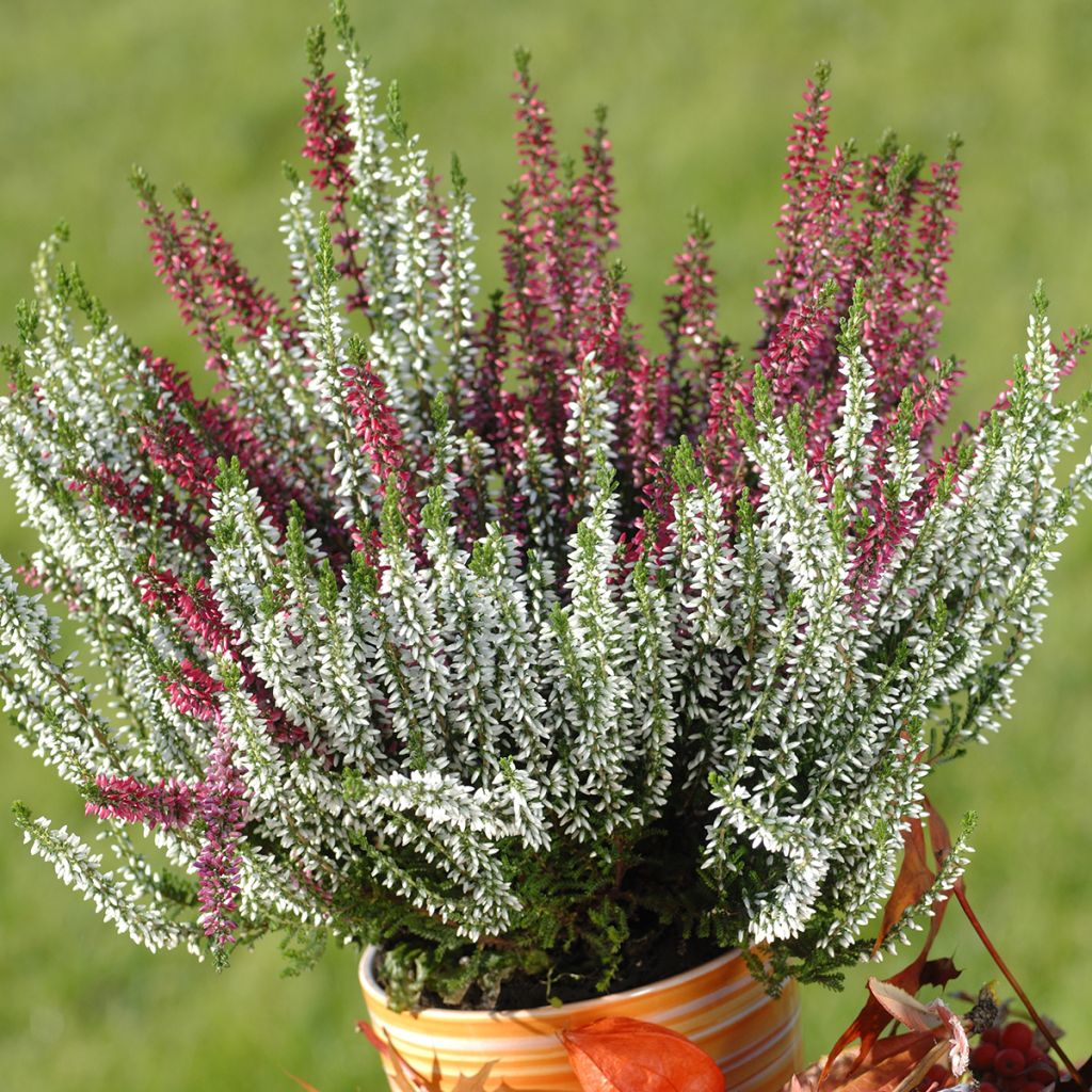 Winterblühende Heide Trio - Erica darleyensis