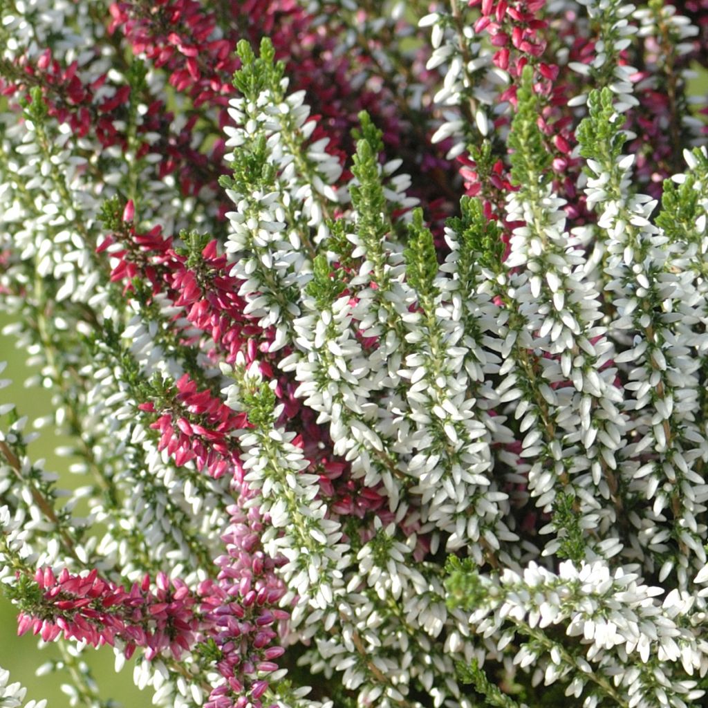 Winterblühende Heide Trio - Erica darleyensis