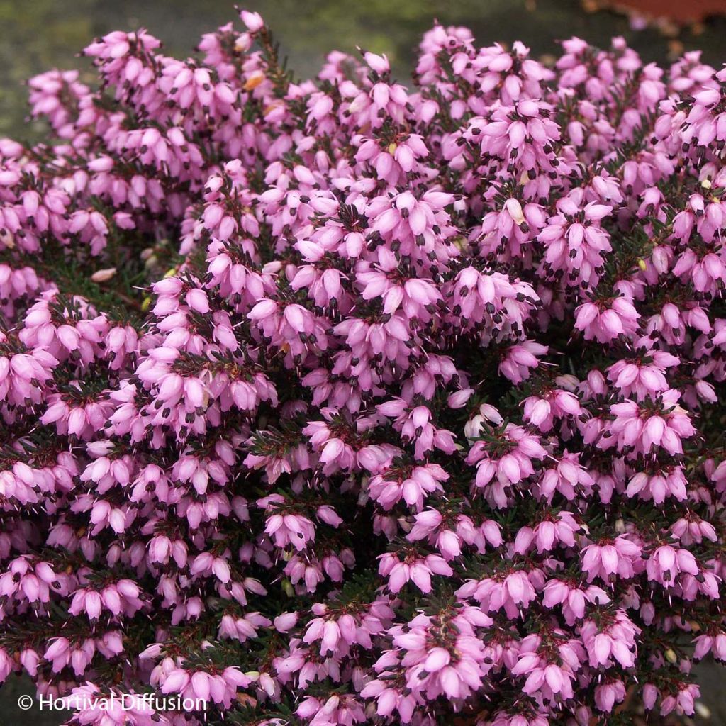 Winterblühende Heide Tyann - Erica darleyensis