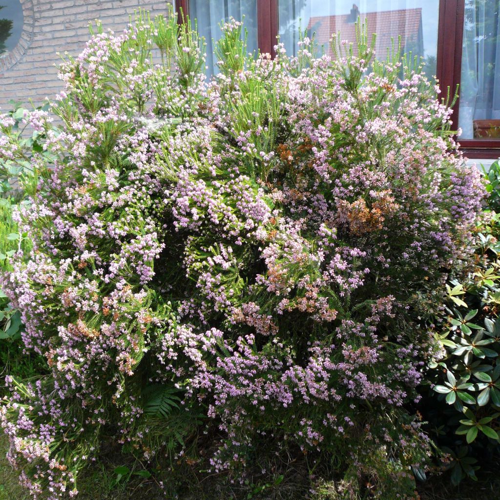 Dichte Glocken-Heide - Erica terminalis