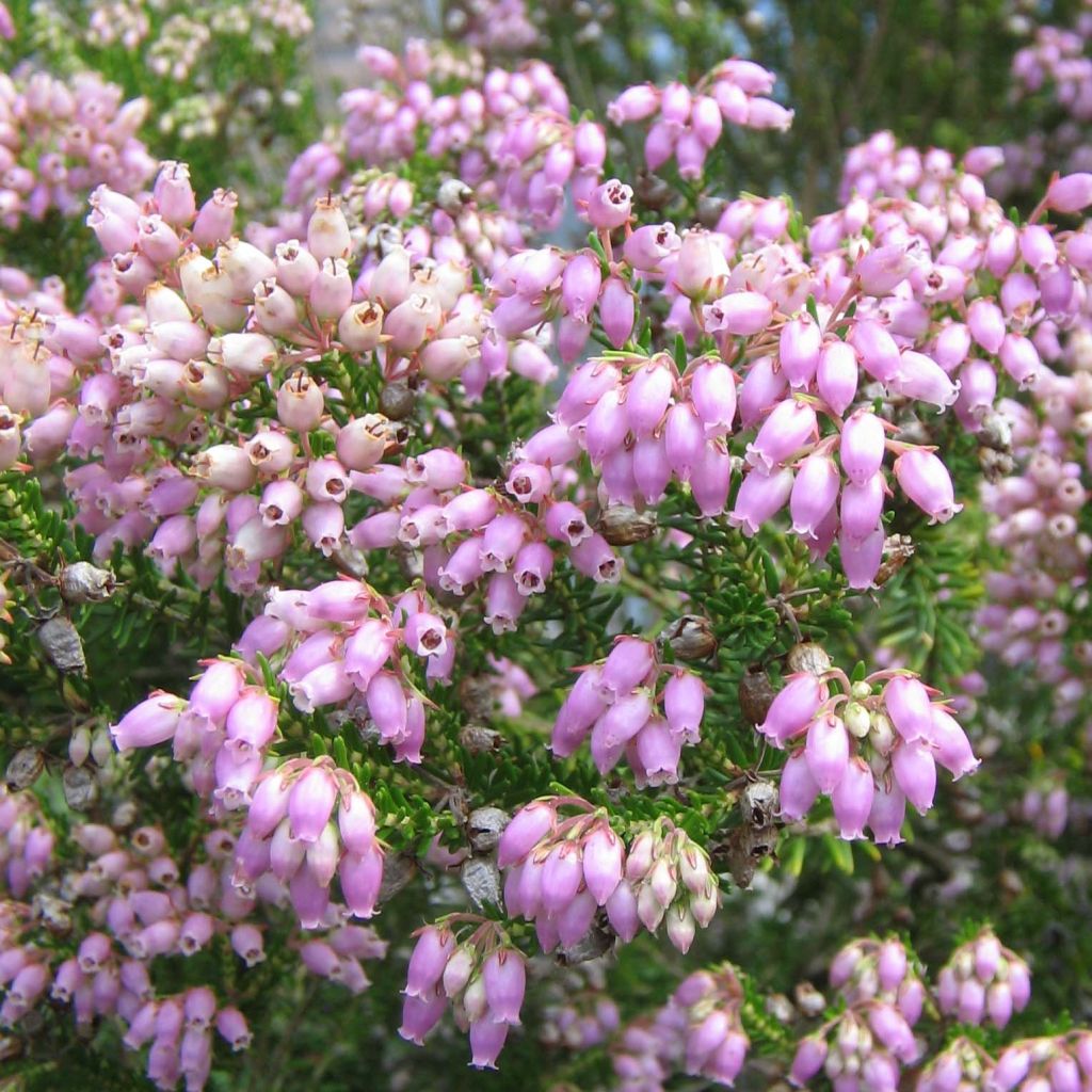 Dichte Glocken-Heide - Erica terminalis