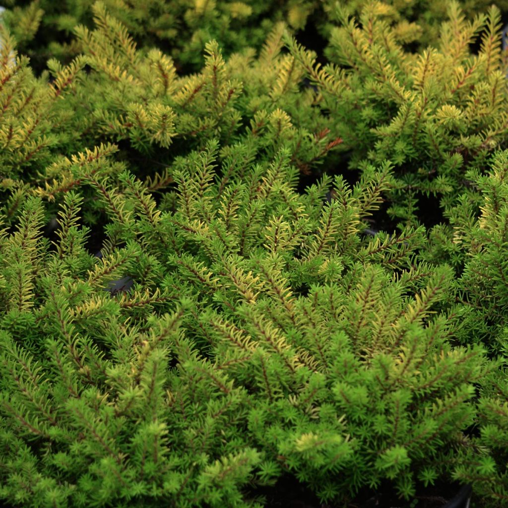 Erica x darleyensis Eva Gold, bruyère d'hiver