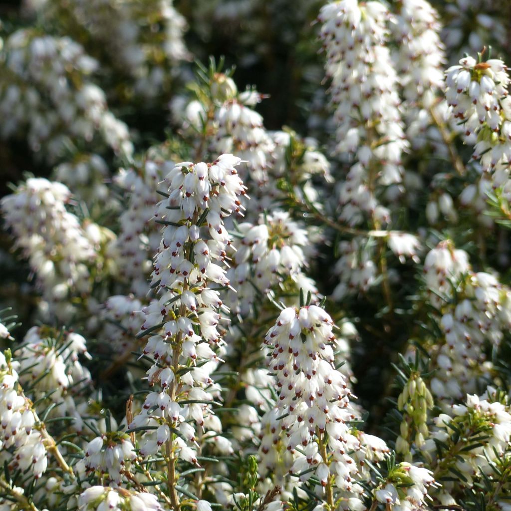 Winterblühende Heide Silberschmelze - Erica darleyensis