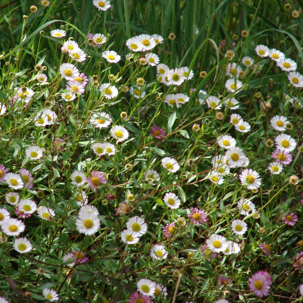 Karwinskis Feinstrahl - Erigeron karvinskianus