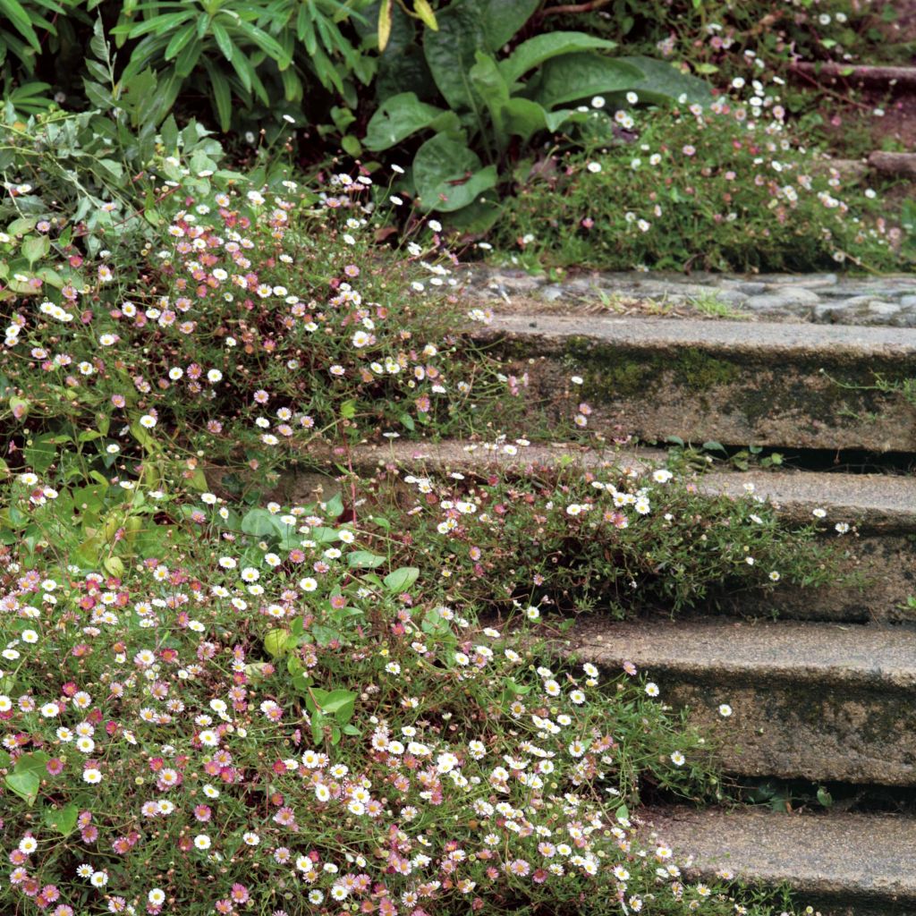 Karwinskis Feinstrahl - Erigeron karvinskianus