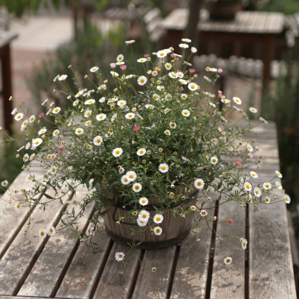 Karwinskis Feinstrahl - Erigeron karvinskianus