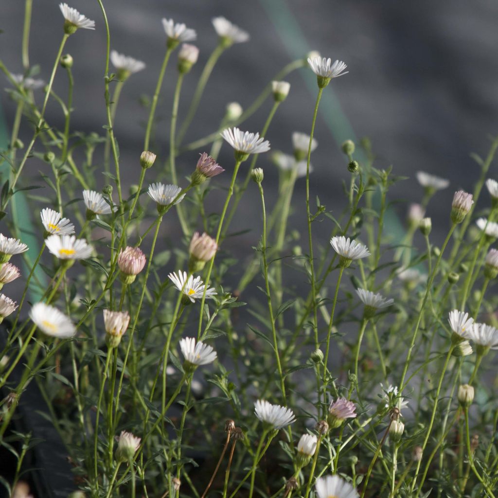 Karwinskis Feinstrahl - Erigeron karvinskianus