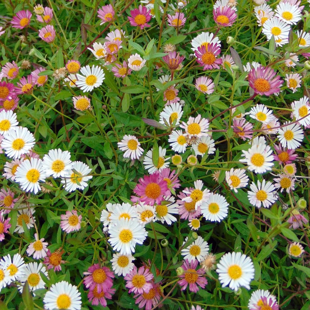 Karwinskis Feinstrahl - Erigeron karvinskianus