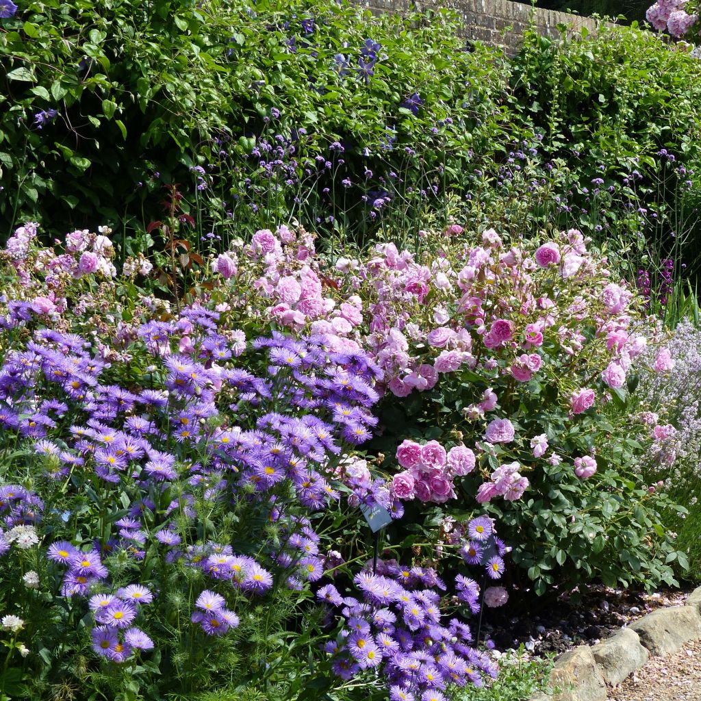 Berufkraut Strahlenmeer - Erigeron