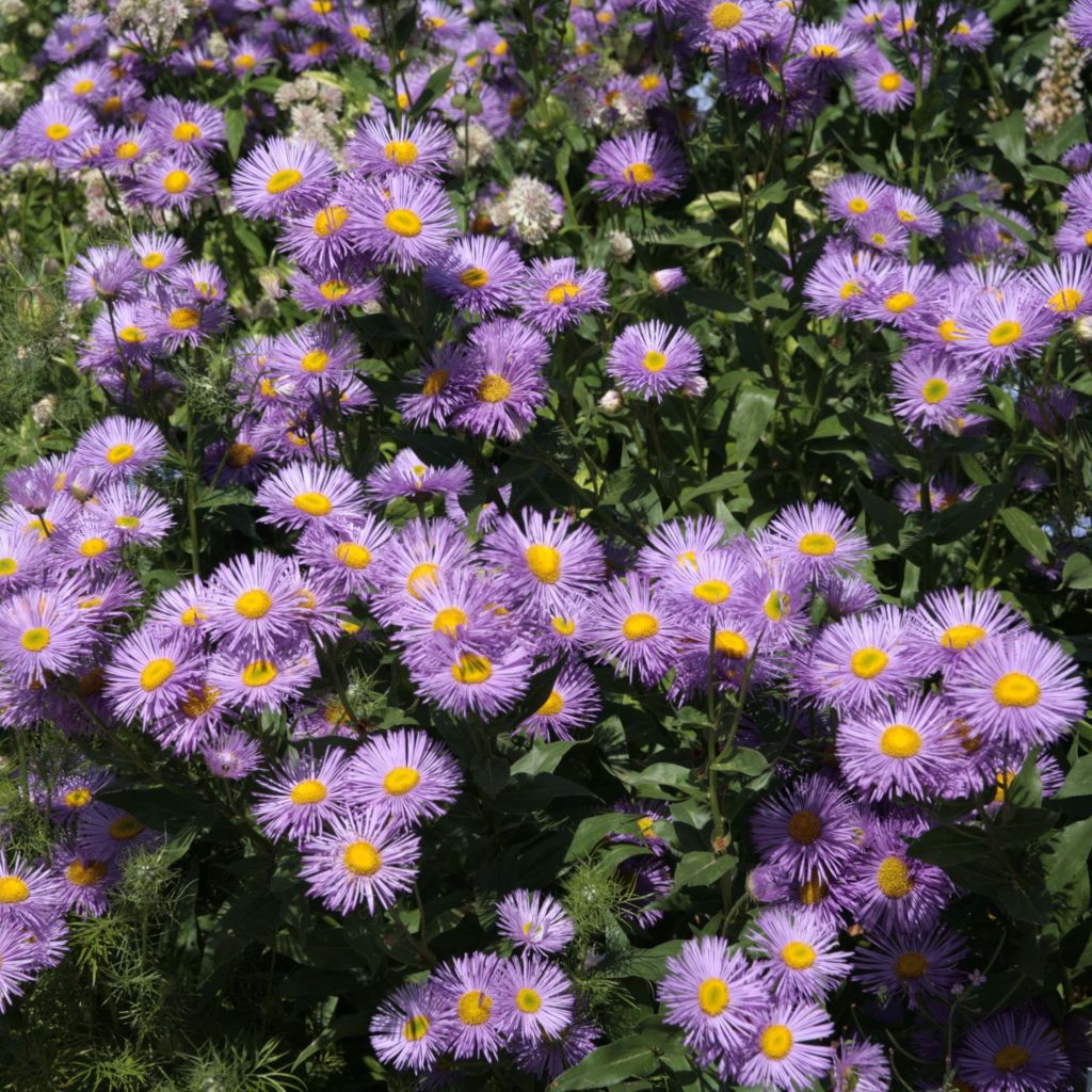 Berufkraut Strahlenmeer - Erigeron