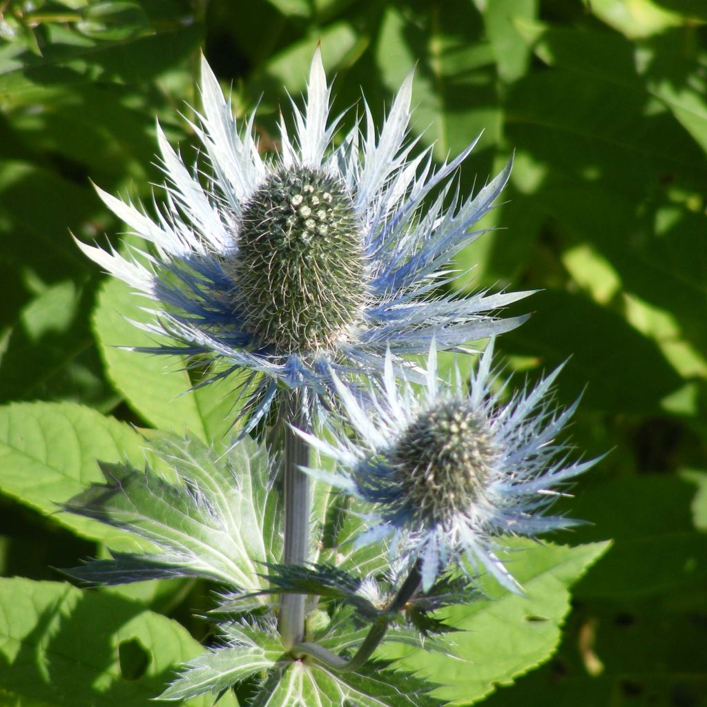 Eryngium alpinum Blue Star, Panicaut, Chardon bleu des Alpes