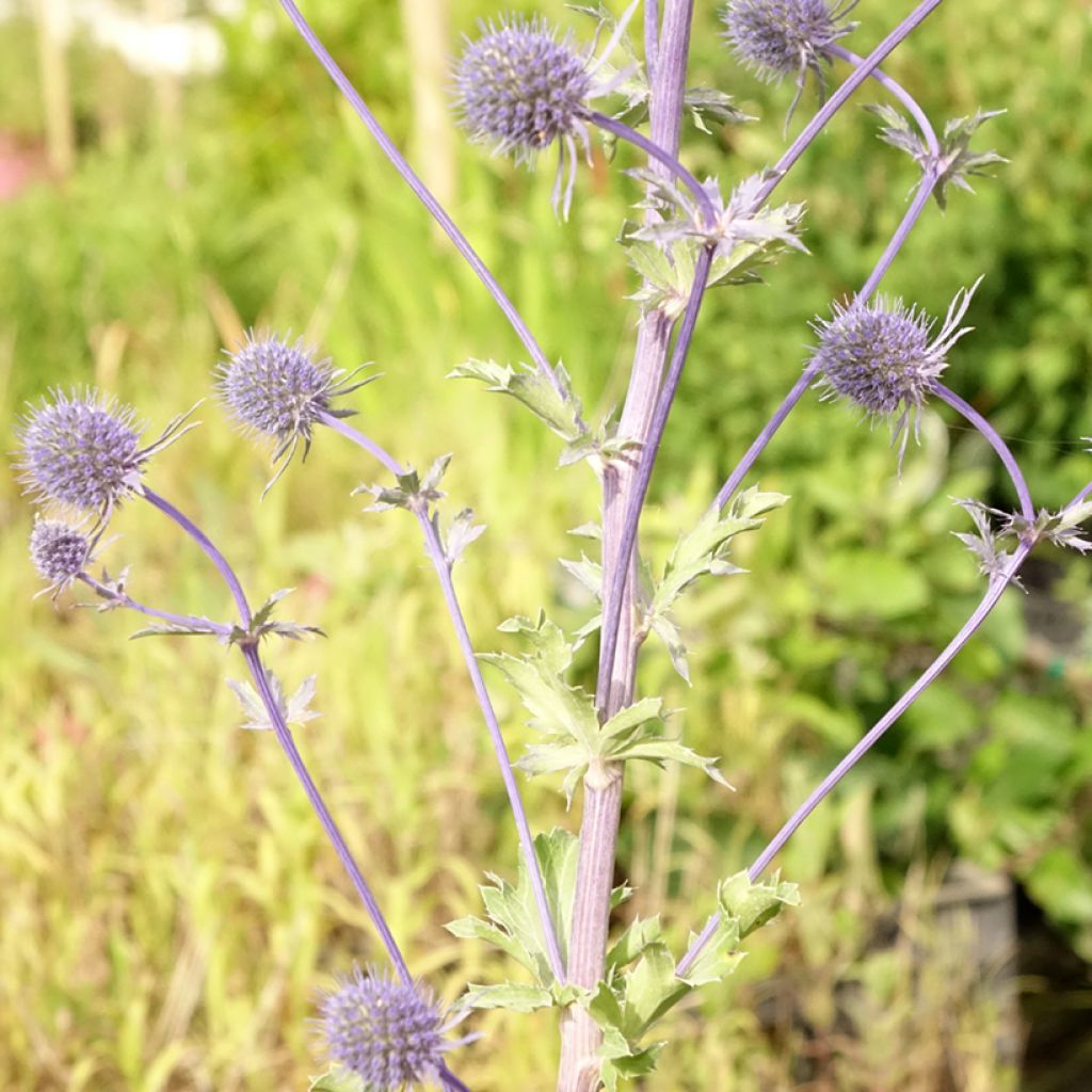 Eryngium planum - Flachblättrige Mannstreu