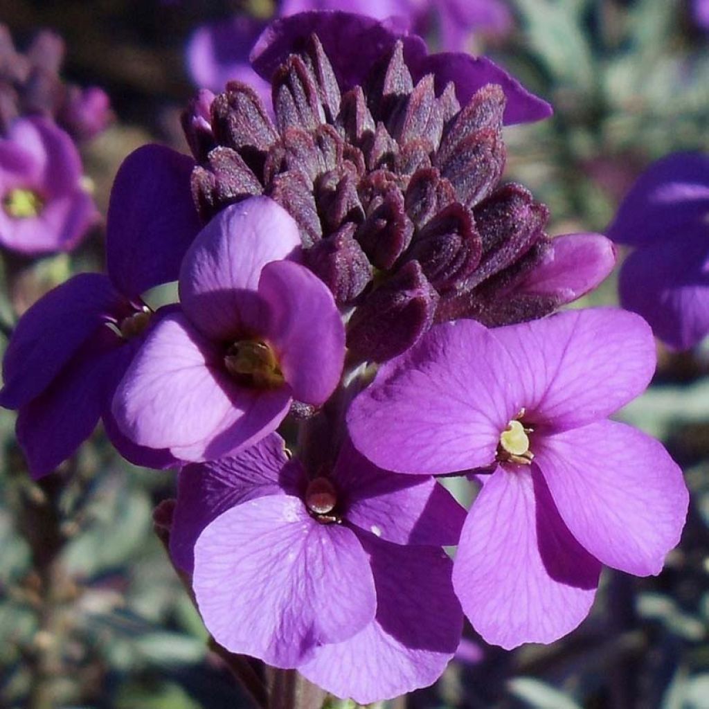 Garten-Goldlack Bowles Mauve - Erysimum