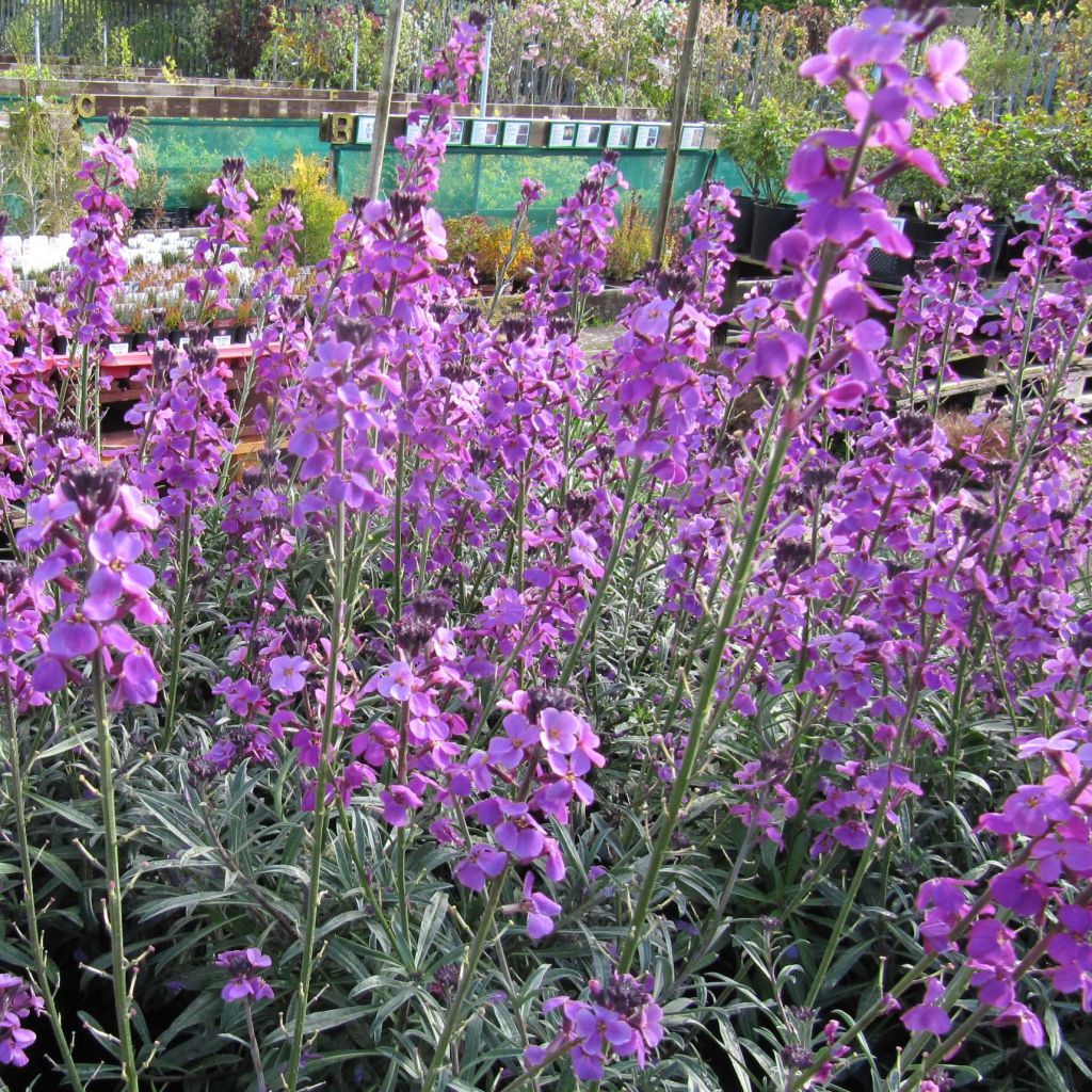 Garten-Goldlack Bowles Mauve - Erysimum