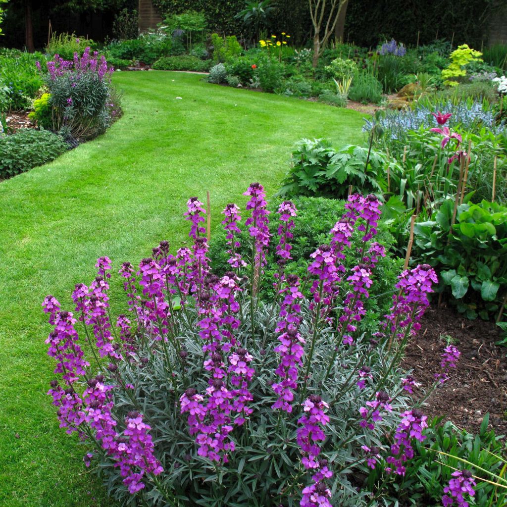 Garten-Goldlack Bowles Mauve - Erysimum