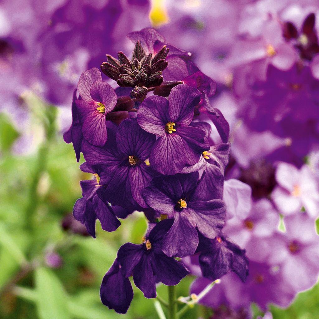 Garten-Goldlack Poem Lilac - Erysimum