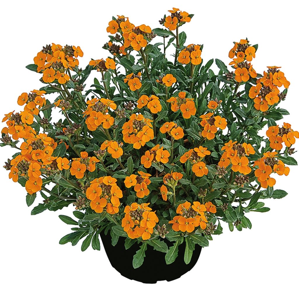 Erysimum allionii Zwerg Mango - Garten-Goldlack