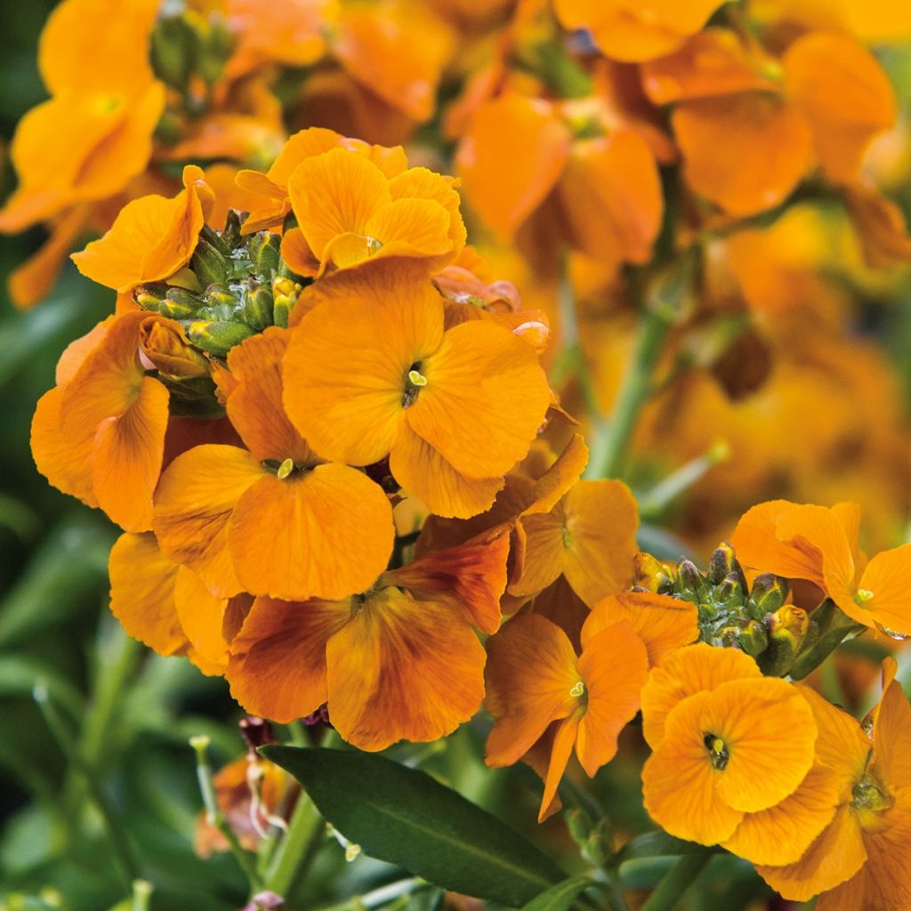 Garten-Goldlack Winter Spice - Erysimum