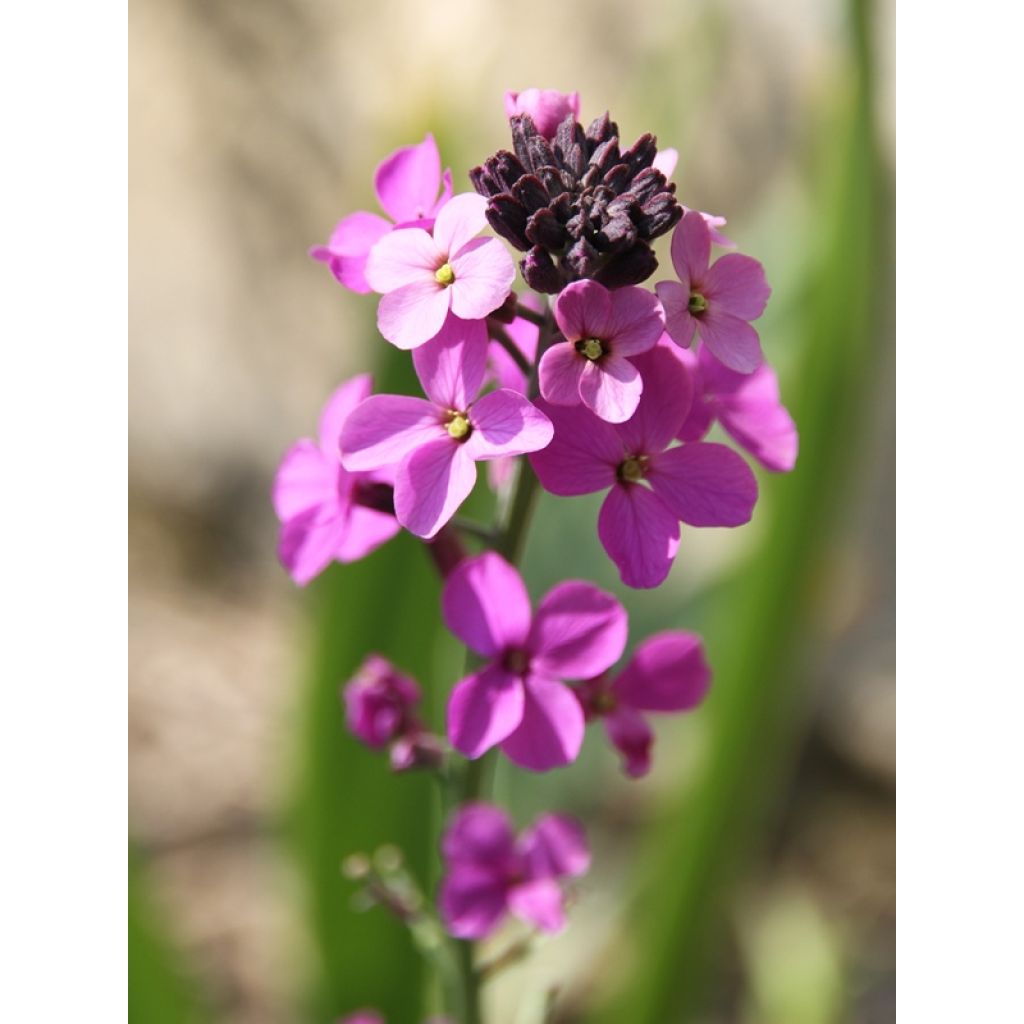 Garten-Goldlack Bowles Mauve - Erysimum