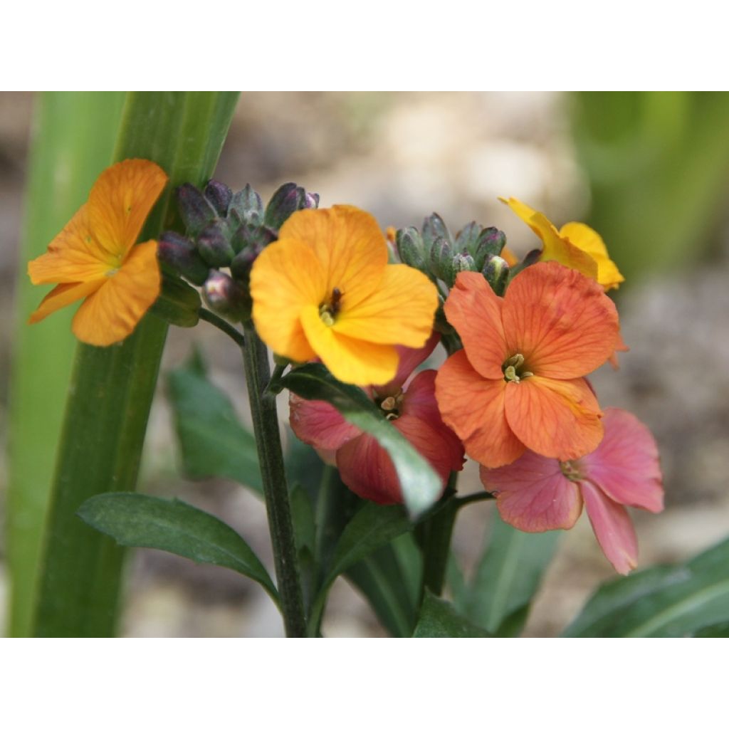 Garten-Goldlack Winter Party - Erysimum