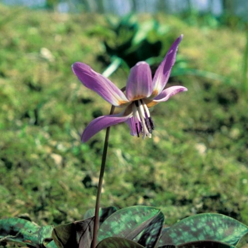 Erythronium dens-canis - Lis Des Bois