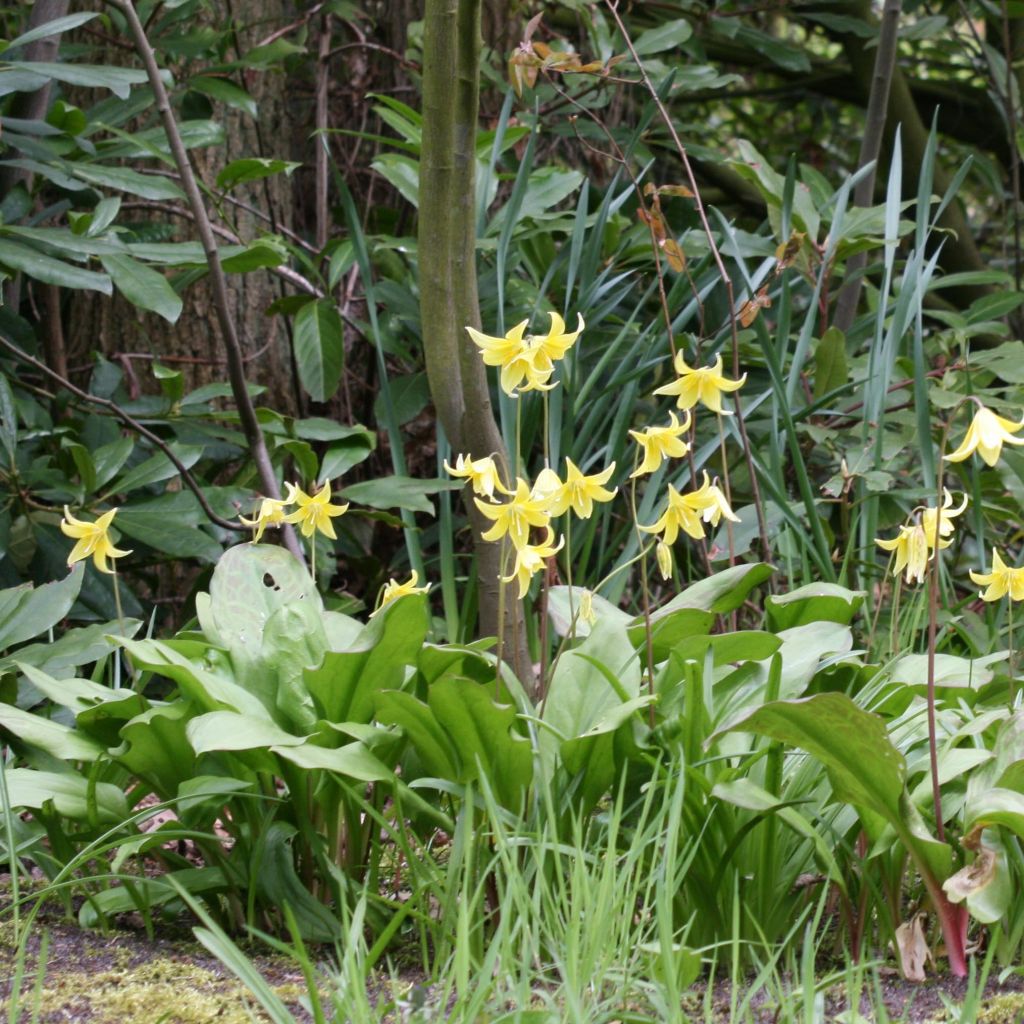 Erythronium tuolumnense Pagoda - Hundszahn