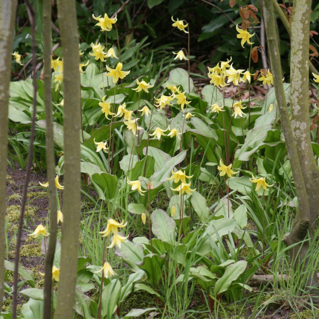 Erythronium tuolumnense Pagoda - Hundszahn