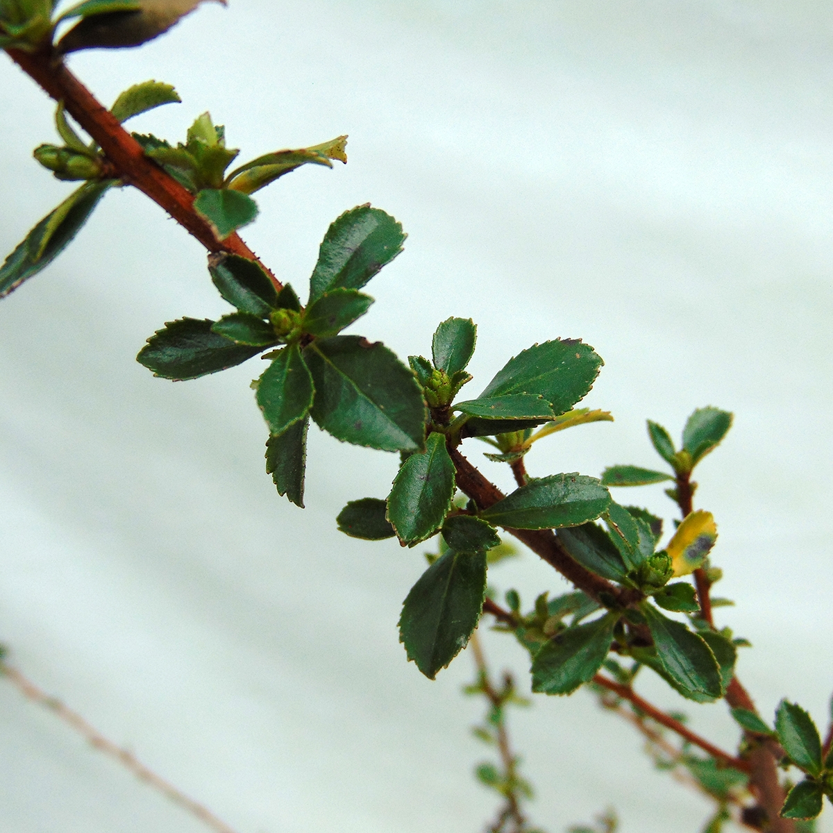 Escallonia Donard Seedling - Andenstrauch