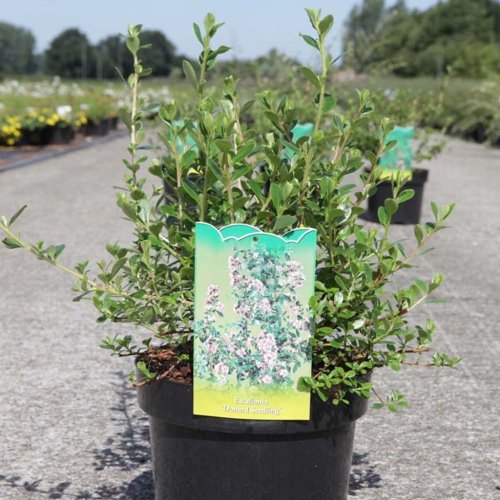 Escallonia Donard Seedling - Andenstrauch